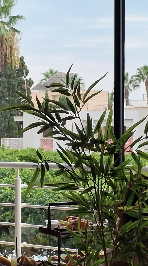 Une plante verte devant la baie vitrée, avec vue sur les palmiers et les toits.